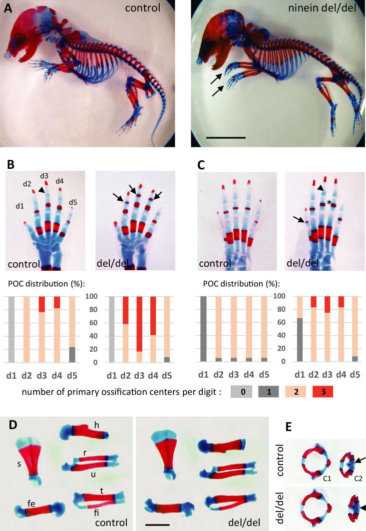 https://cdn.ncbi.nlm.nih.gov/pmc/blobs/5712/11175614/d1440ec4dd54/elife-93457-fig2.jpg