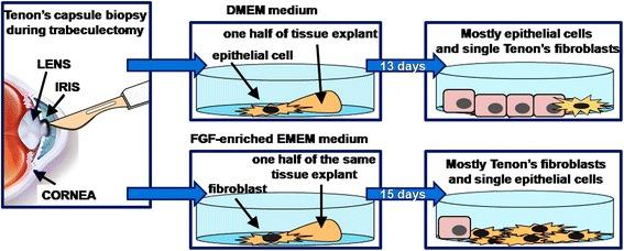 https://cdn.ncbi.nlm.nih.gov/pmc/blobs/5712/5415760/f494e77ba6b0/11658_2017_34_Fig1_HTML.jpg