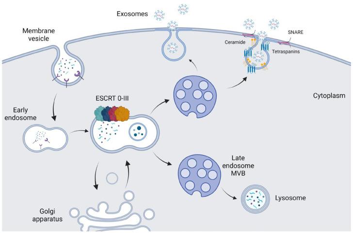 https://cdn.ncbi.nlm.nih.gov/pmc/blobs/5715/10299187/d3157ccb5ff5/ijms-24-10162-g002.jpg