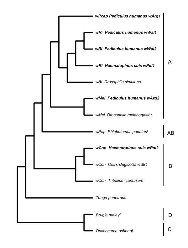 https://cdn.ncbi.nlm.nih.gov/pmc/blobs/5715/428572/f720eb29252a/1471-2156-5-10-5.jpg