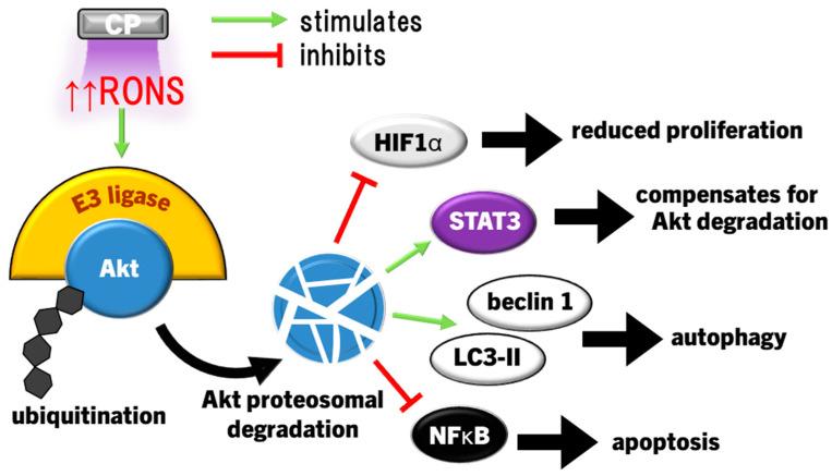 https://cdn.ncbi.nlm.nih.gov/pmc/blobs/5716/11120013/65c7f085c6cc/cimb-46-00294-g006.jpg