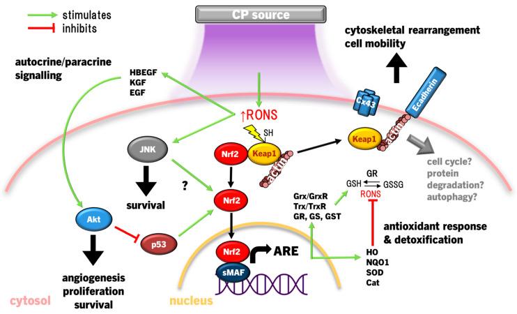 https://cdn.ncbi.nlm.nih.gov/pmc/blobs/5716/11120013/df8cdca56f93/cimb-46-00294-g002.jpg