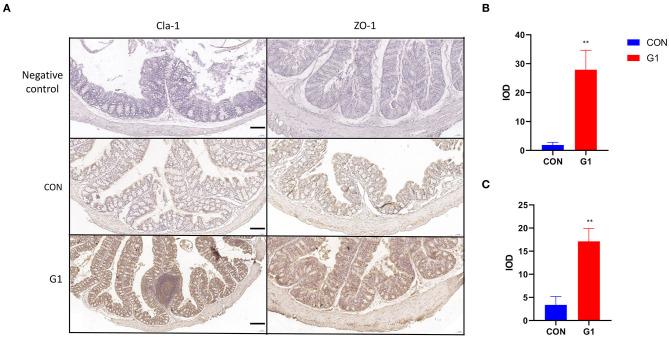 https://cdn.ncbi.nlm.nih.gov/pmc/blobs/5716/8358781/cebb0890cfb1/fnut-08-714604-g0010.jpg