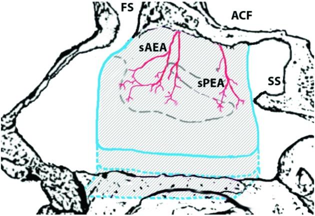 https://cdn.ncbi.nlm.nih.gov/pmc/blobs/5717/4977006/cb561784d522/0392-100X-36-194-g001.jpg