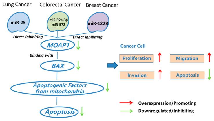https://cdn.ncbi.nlm.nih.gov/pmc/blobs/5718/8909730/0aaa99d61385/cells-11-00889-g002.jpg