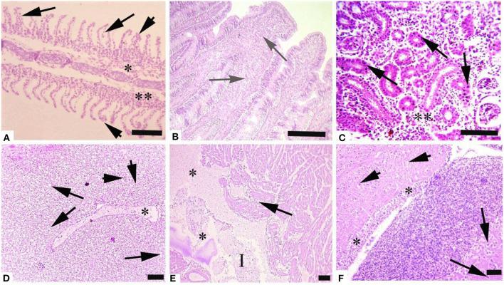 https://cdn.ncbi.nlm.nih.gov/pmc/blobs/571b/10034017/f97dc6cb0257/fvets-10-1142042-g0002.jpg