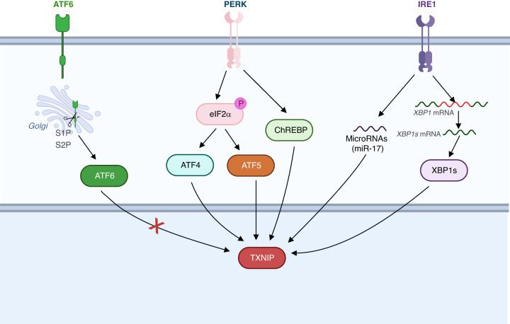 https://cdn.ncbi.nlm.nih.gov/pmc/blobs/571d/10703902/9b94127d6e30/41416_2023_2442_Fig1_HTML.jpg