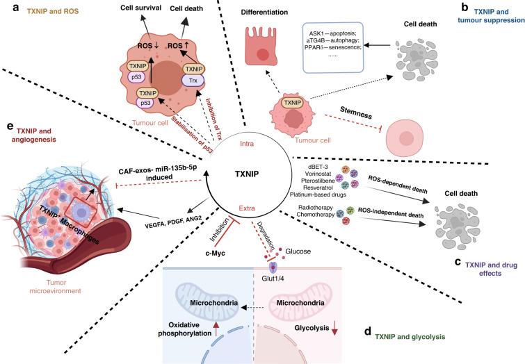 https://cdn.ncbi.nlm.nih.gov/pmc/blobs/571d/10703902/e6d29b104752/41416_2023_2442_Fig3_HTML.jpg