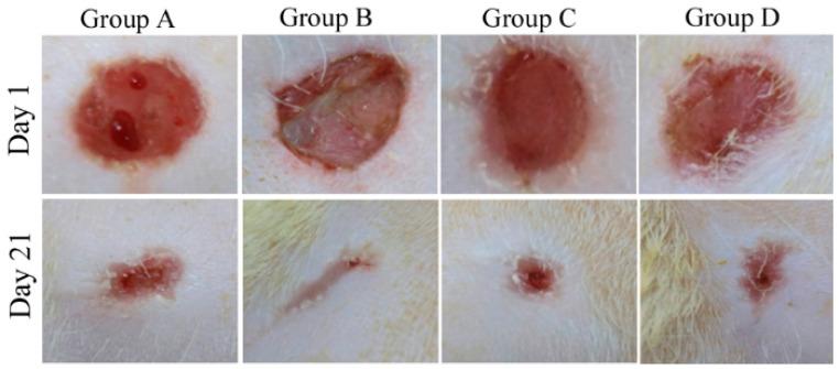 https://cdn.ncbi.nlm.nih.gov/pmc/blobs/571f/9689536/67c608869556/gels-08-00712-g002.jpg