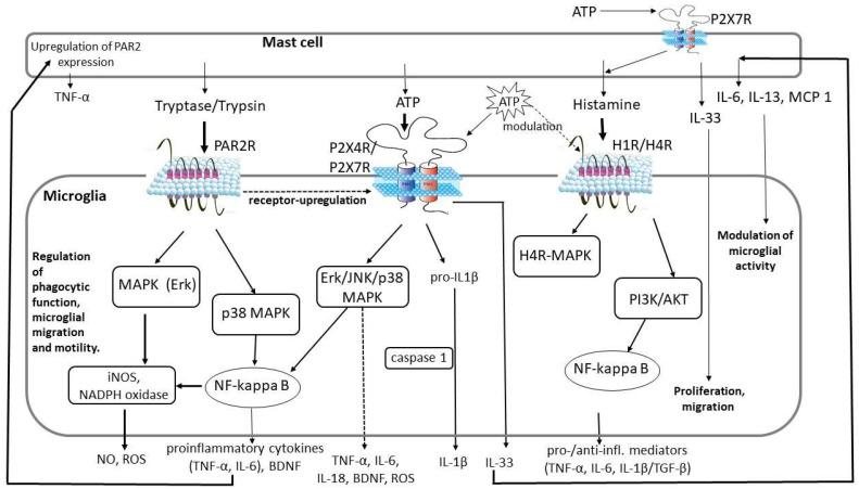 https://cdn.ncbi.nlm.nih.gov/pmc/blobs/5723/12347062/a3dbf3bd4b5e/ijms-26-07556-g002.jpg