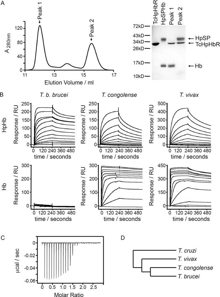 https://cdn.ncbi.nlm.nih.gov/pmc/blobs/5725/4889325/3066b952c37a/elife-13044-fig1.jpg
