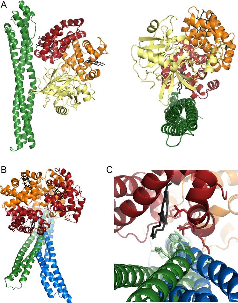 https://cdn.ncbi.nlm.nih.gov/pmc/blobs/5725/4889325/4a32186fde3e/elife-13044-fig6.jpg