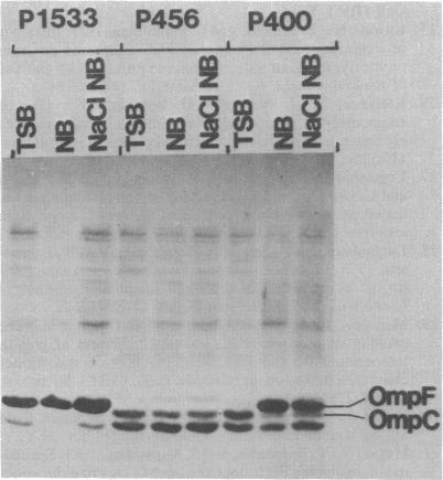 https://cdn.ncbi.nlm.nih.gov/pmc/blobs/5726/216317/1463bfd71ffe/jbacter00259-0033-a.jpg