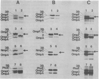 https://cdn.ncbi.nlm.nih.gov/pmc/blobs/5726/216317/841323c35986/jbacter00259-0032-a.jpg