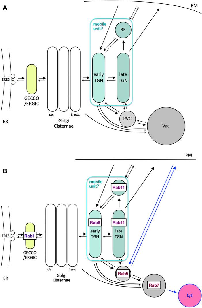 https://cdn.ncbi.nlm.nih.gov/pmc/blobs/5726/9096111/7e5a01012aec/fcell-10-884360-g006.jpg