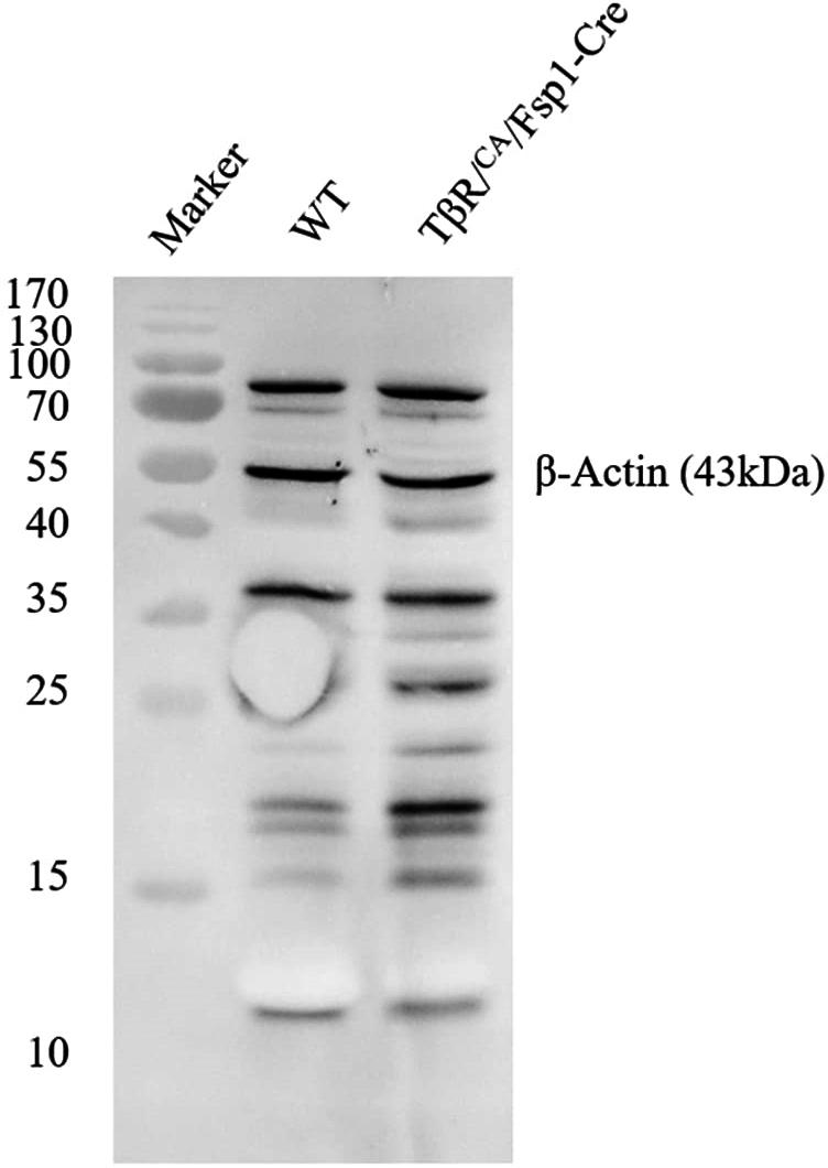 https://cdn.ncbi.nlm.nih.gov/pmc/blobs/5727/11876931/6d077d0d2084/mmcfigs1.jpg