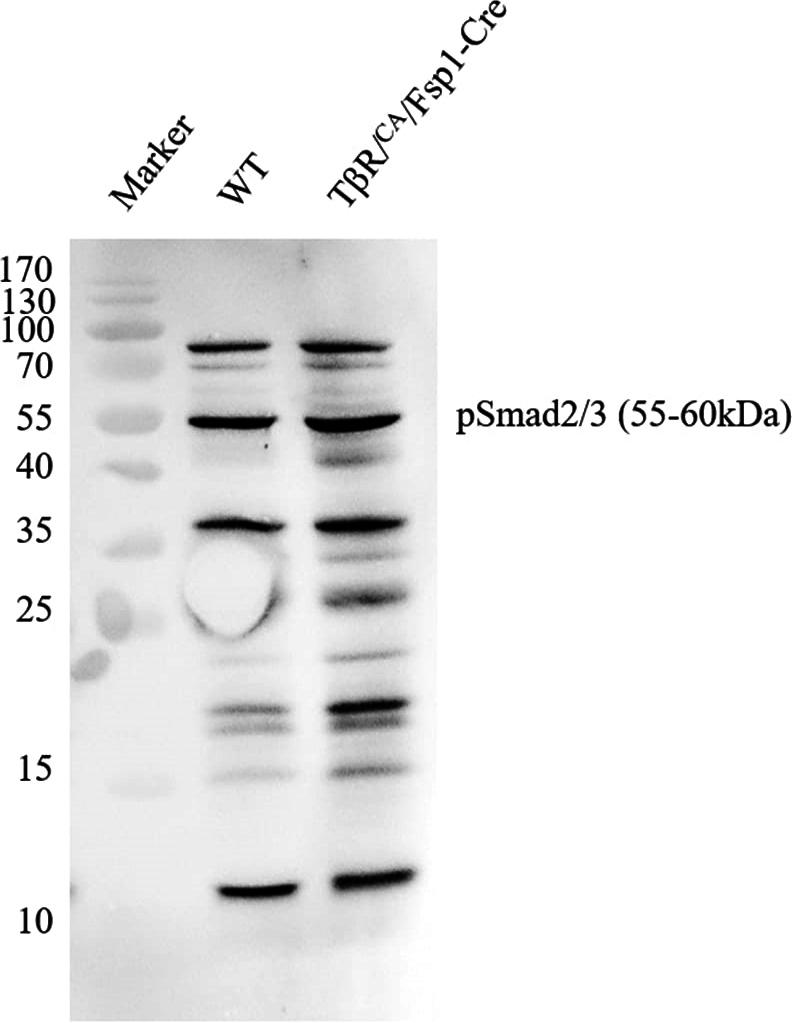 https://cdn.ncbi.nlm.nih.gov/pmc/blobs/5727/11876931/d5908ffce691/mmcfigs2.jpg