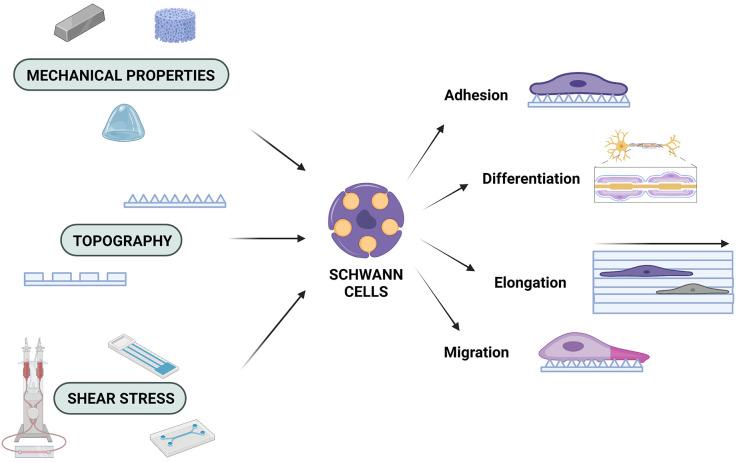 https://cdn.ncbi.nlm.nih.gov/pmc/blobs/572b/9399718/f2948475e482/fncel-16-948454-g0001.jpg