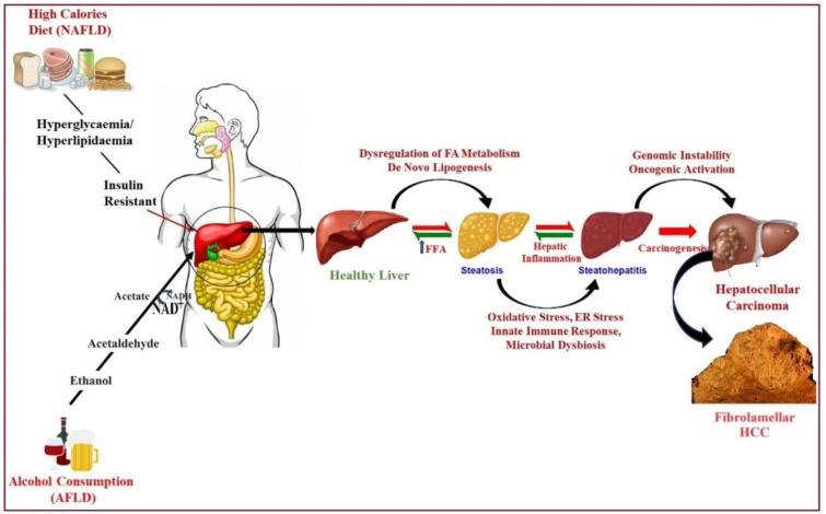 https://cdn.ncbi.nlm.nih.gov/pmc/blobs/5730/11956523/070e04691f18/EXCLI-24-407-g-002.jpg