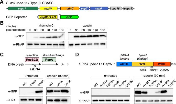 https://cdn.ncbi.nlm.nih.gov/pmc/blobs/5731/11662680/5427bc8e875b/gkae1101fig1.jpg