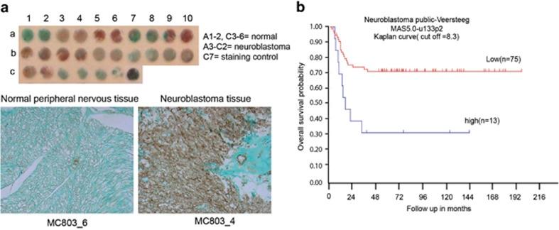 https://cdn.ncbi.nlm.nih.gov/pmc/blobs/5733/4237266/3c9911339390/cddis2014449f7.jpg