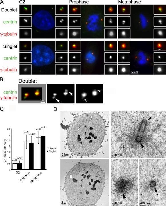 https://cdn.ncbi.nlm.nih.gov/pmc/blobs/5734/3166877/091bf035eef5/JCB_201101109_RGB_Fig1.jpg