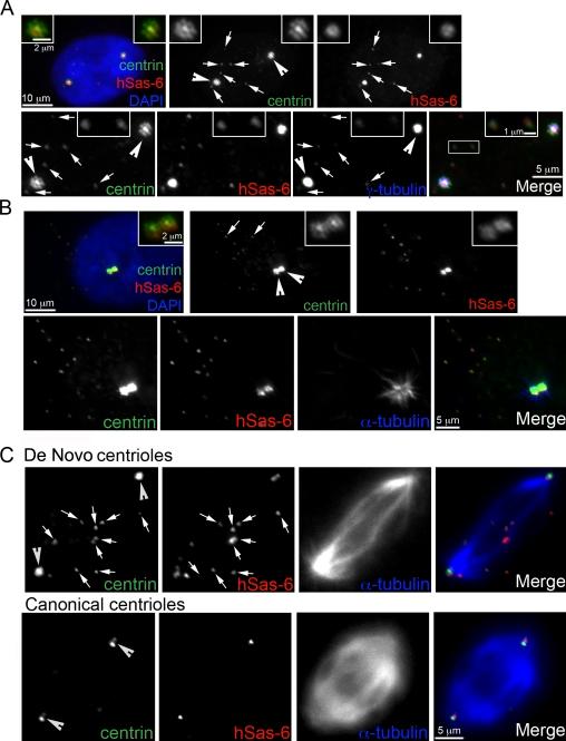 https://cdn.ncbi.nlm.nih.gov/pmc/blobs/5734/3166877/c7f8806dc57e/JCB_201101109_RGB_Fig2.jpg