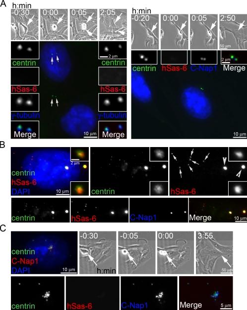 https://cdn.ncbi.nlm.nih.gov/pmc/blobs/5734/3166877/e69d63a36149/JCB_201101109_RGB_Fig3.jpg