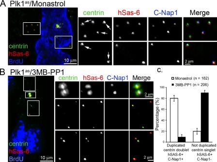 https://cdn.ncbi.nlm.nih.gov/pmc/blobs/5734/3166877/f58517148b66/JCB_201101109_RGB_Fig5.jpg