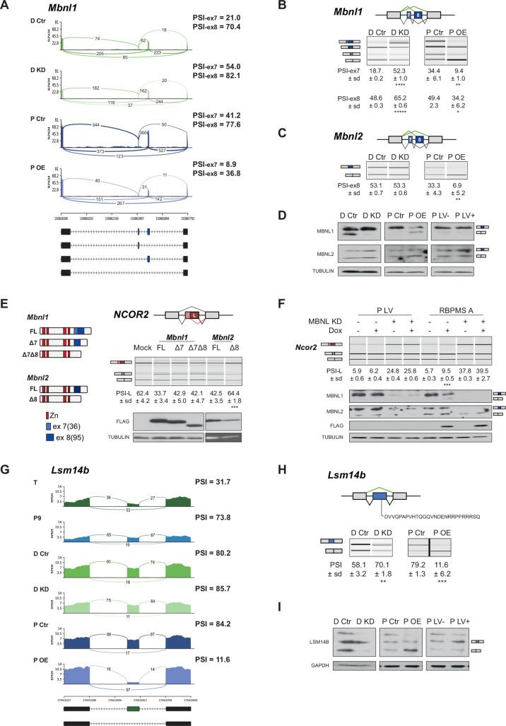 https://cdn.ncbi.nlm.nih.gov/pmc/blobs/5736/6613909/adca3af94ce2/elife-46327-fig6.jpg