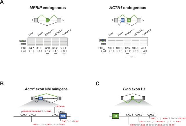 https://cdn.ncbi.nlm.nih.gov/pmc/blobs/5736/6613909/b89f52604b52/elife-46327-fig4-figsupp1.jpg