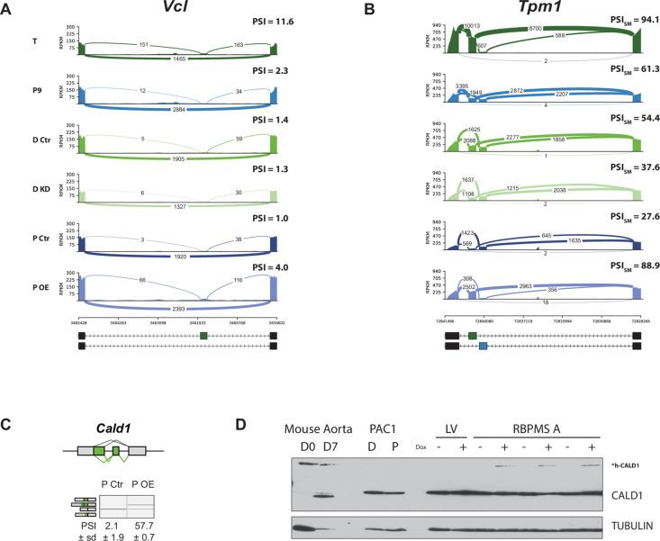https://cdn.ncbi.nlm.nih.gov/pmc/blobs/5736/6613909/ef3af04552c0/elife-46327-fig3-figsupp1.jpg