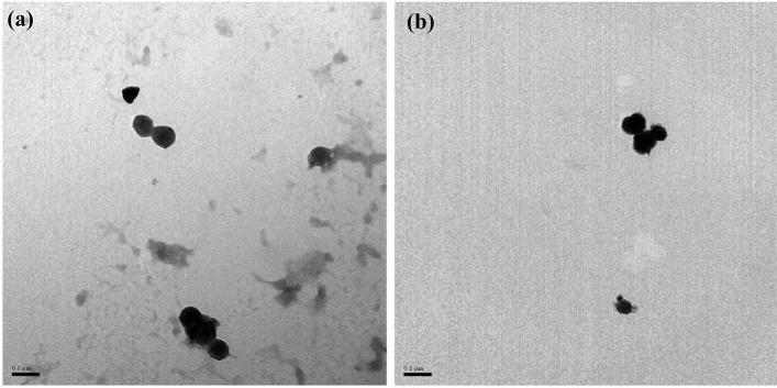 https://cdn.ncbi.nlm.nih.gov/pmc/blobs/5736/9723098/5164b950a529/41598_2022_25483_Fig1_HTML.jpg