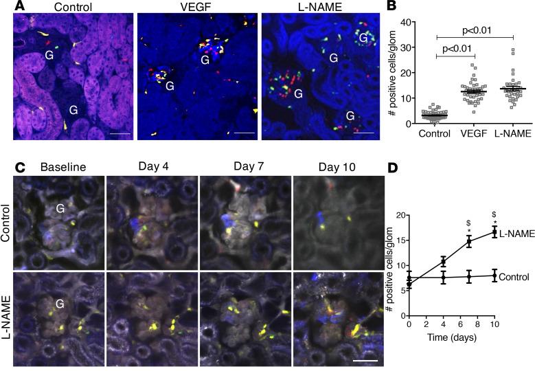 https://cdn.ncbi.nlm.nih.gov/pmc/blobs/5737/8262275/768cbe28c617/jciinsight-6-123392-g134.jpg