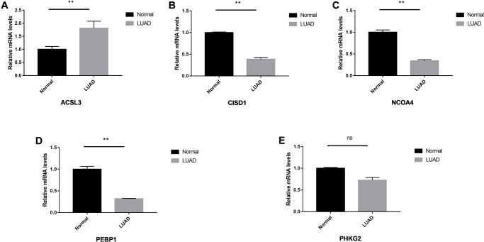 https://cdn.ncbi.nlm.nih.gov/pmc/blobs/5737/8266333/4356246bb32a/aging-13-203140-g007.jpg