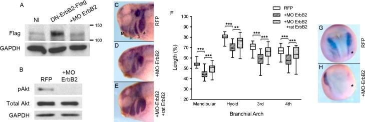 https://cdn.ncbi.nlm.nih.gov/pmc/blobs/5738/5708760/229c3c85ece7/pone.0188963.g006.jpg