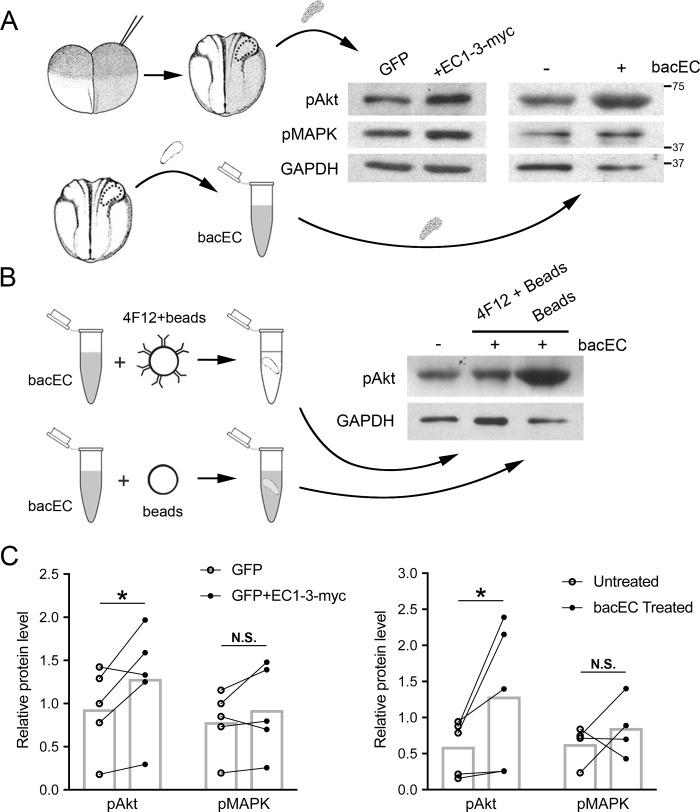 https://cdn.ncbi.nlm.nih.gov/pmc/blobs/5738/5708760/aa9b4ba49c7f/pone.0188963.g001.jpg