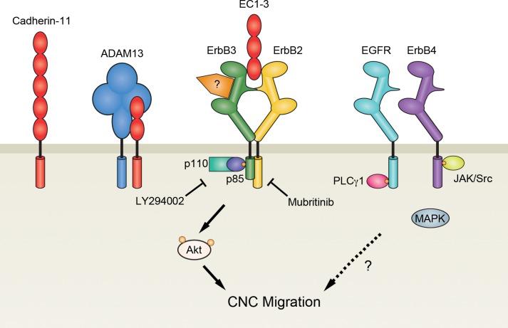 https://cdn.ncbi.nlm.nih.gov/pmc/blobs/5738/5708760/d8de25f91773/pone.0188963.g008.jpg