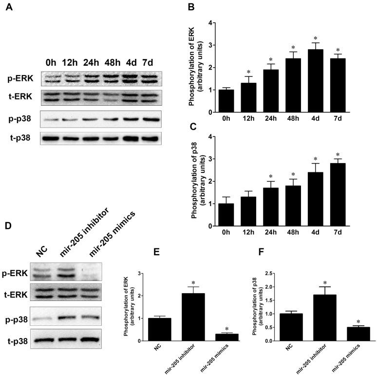 https://cdn.ncbi.nlm.nih.gov/pmc/blobs/573e/4463658/f4206669d3e1/ijms-16-10491-g005.jpg