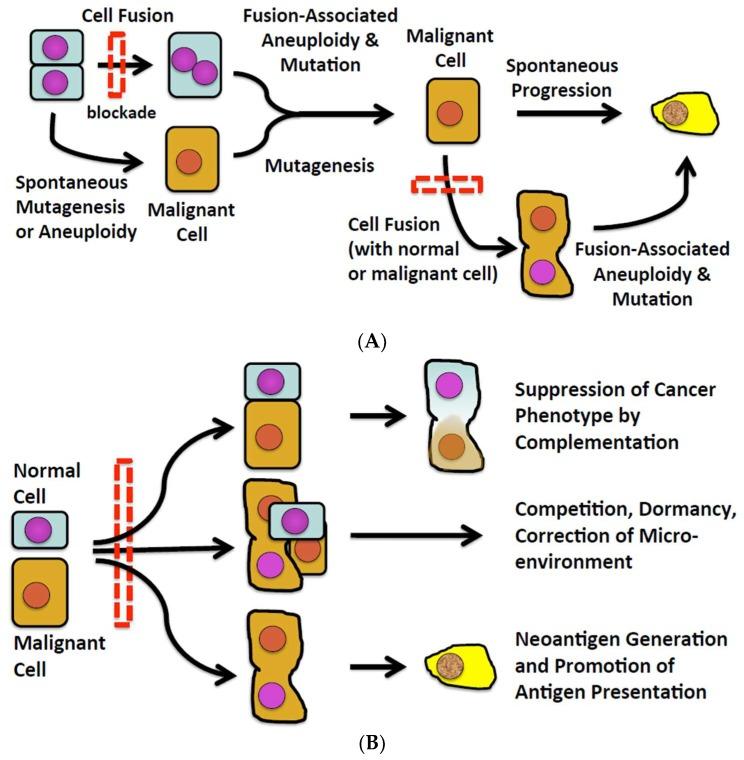 https://cdn.ncbi.nlm.nih.gov/pmc/blobs/573f/6628134/5cb217fbbb41/cells-08-00587-g001.jpg
