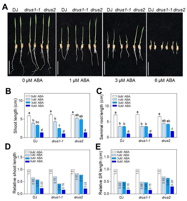 https://cdn.ncbi.nlm.nih.gov/pmc/blobs/5741/10974500/3524e9ef6b81/plants-13-00860-g005.jpg