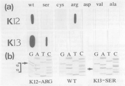 https://cdn.ncbi.nlm.nih.gov/pmc/blobs/5743/1374148/4b4e8c7d18b2/gut00554-0130-a.jpg