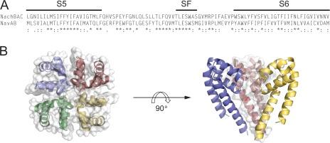 https://cdn.ncbi.nlm.nih.gov/pmc/blobs/5749/3362524/392522ce74ee/JGP_201210779_Fig1.jpg