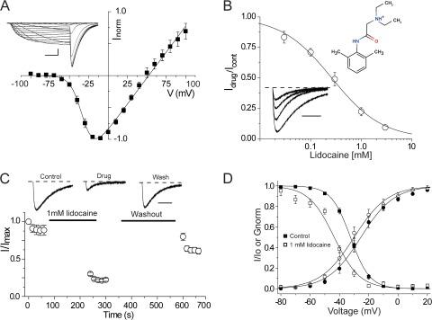 https://cdn.ncbi.nlm.nih.gov/pmc/blobs/5749/3362524/3c7634f58de2/JGP_201210779_Fig2.jpg