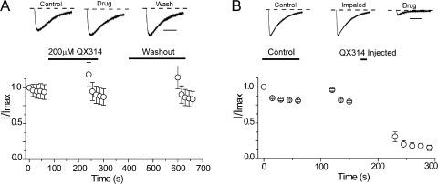 https://cdn.ncbi.nlm.nih.gov/pmc/blobs/5749/3362524/717f1dc56216/JGP_201210779_Fig3.jpg