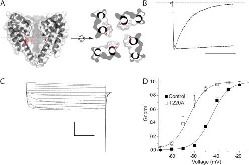 https://cdn.ncbi.nlm.nih.gov/pmc/blobs/5749/3362524/944e741884c0/JGP_201210779_Fig7.jpg