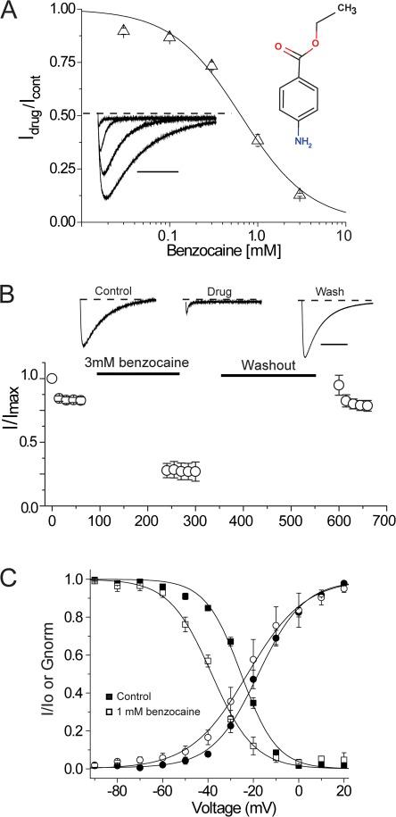 https://cdn.ncbi.nlm.nih.gov/pmc/blobs/5749/3362524/bfa238dd0556/JGP_201210779_Fig4.jpg