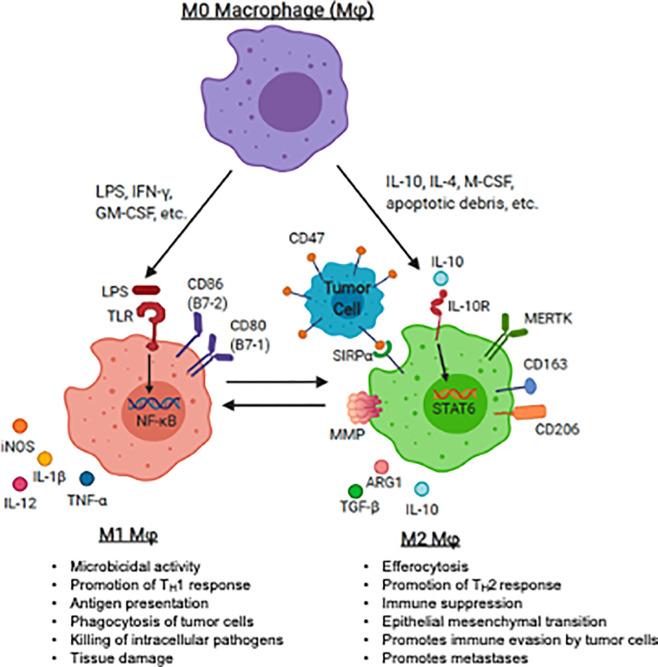 https://cdn.ncbi.nlm.nih.gov/pmc/blobs/5749/7769312/af6179932e07/fonc-10-581107-g001.jpg