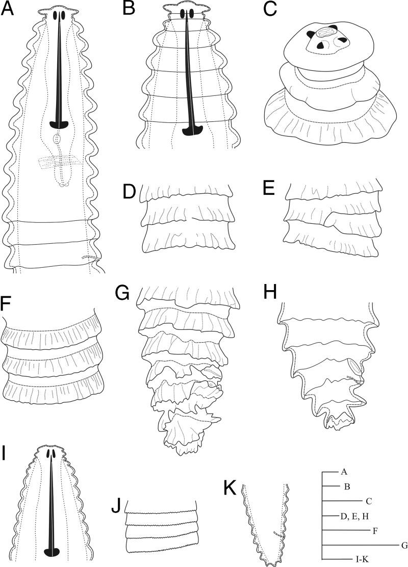 https://cdn.ncbi.nlm.nih.gov/pmc/blobs/574b/7265896/2547e4f28095/jofnem-52-006-g001.jpg