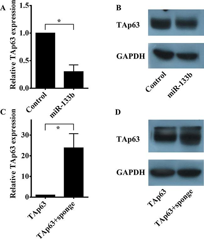https://cdn.ncbi.nlm.nih.gov/pmc/blobs/574d/5349978/a442767df7cc/oncotarget-07-87147-g005.jpg